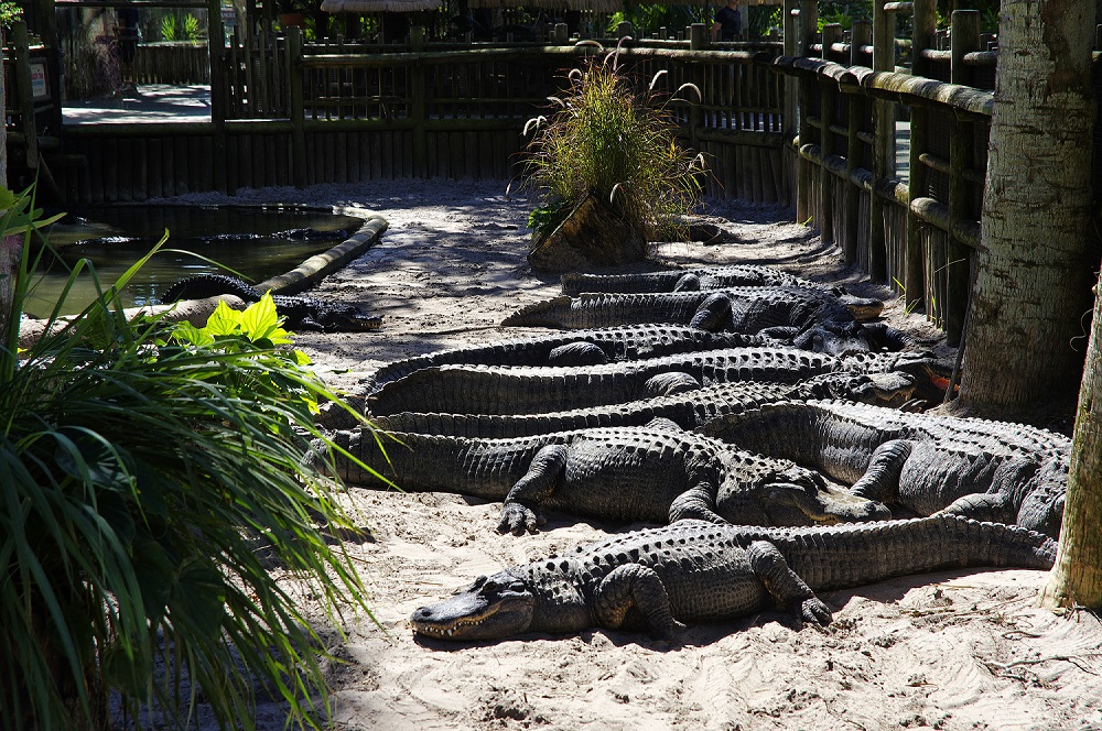 Alligator Farm